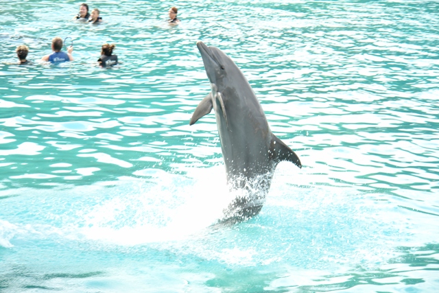     ,   ,  ( Swimming with dolphins, Dolphin Cove Rios Jamaica) 